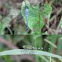 Eastern Pondhawk