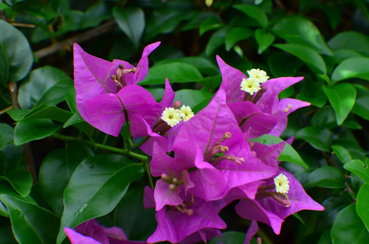 Veranera , Bougainvillea