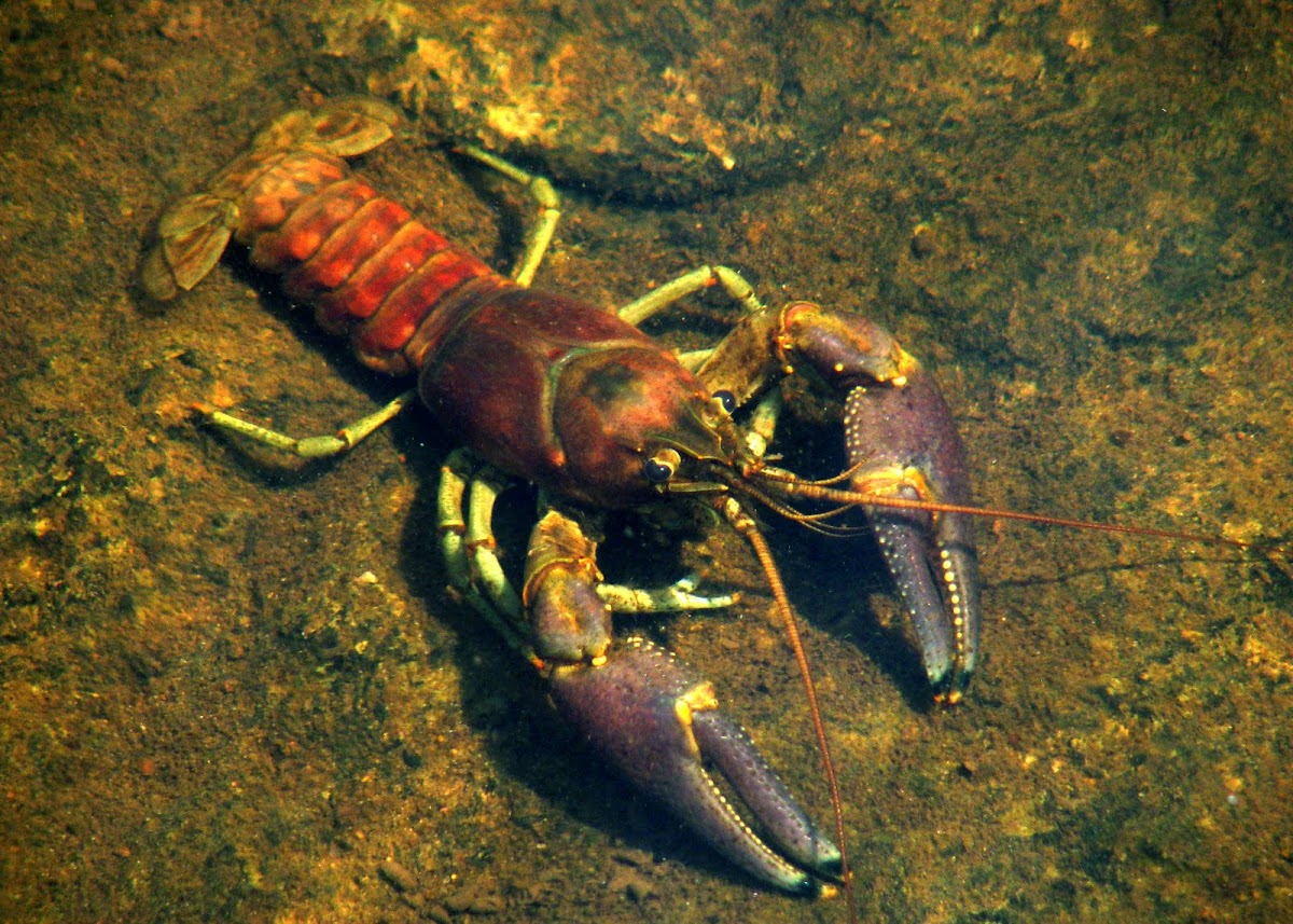 Rusty Crayfish | Project Noah