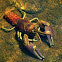 Rusty Crayfish
