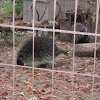 North American Porcupine