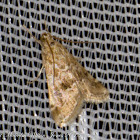 Cabbage Webworm