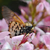 Garden Acraea