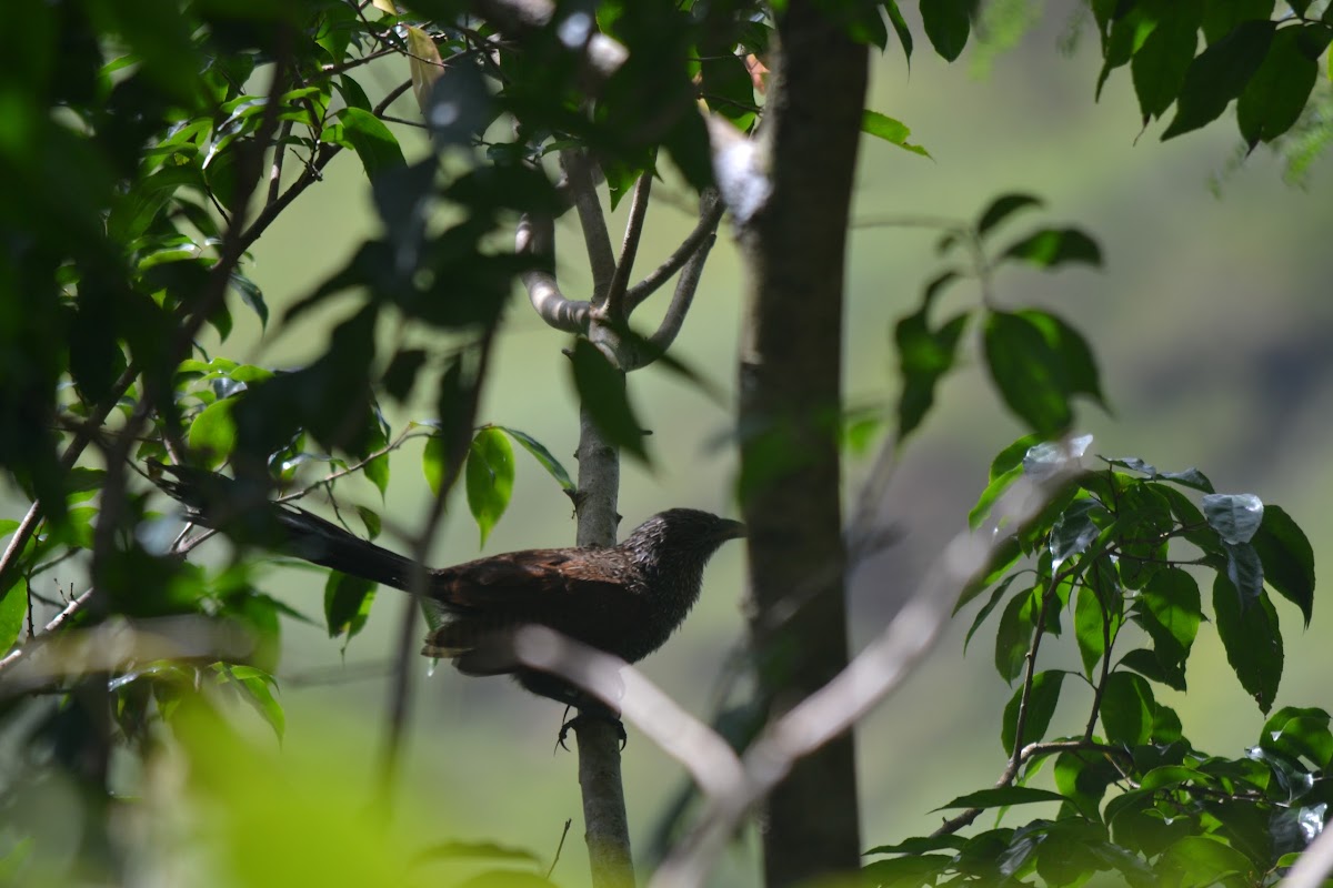 Philippine coucal