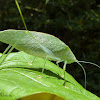 Angle-wing katydid