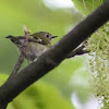 Goldcrest