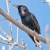 European Starling