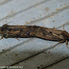Clemens' grass tubeworm moths (mating)