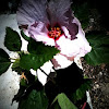 Hibiscus / Gumamela