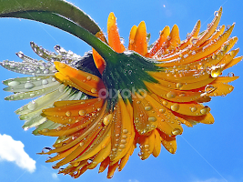 twoo gerbers by LADOCKi Elvira - Flowers Flower Arangements