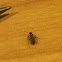 Ant-mimic mirid plant bug