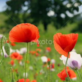 Wild poppies by Milan Horejsi - Flowers Flowers in the Wild