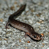 Northern zigzag salamander (lead phase)