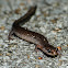 Northern zigzag salamander (lead phase)