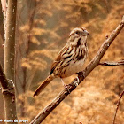 Song sparrow