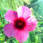 Hibiscus cannabinus or deccan hemp or hibiscus asper