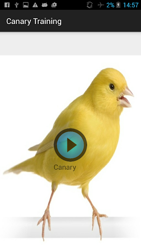 Canary Bird Training