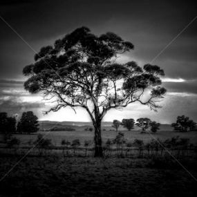 Gum tree. by Jordiie Hunt - Black & White Landscapes