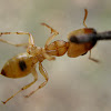 Orange Tree Ants