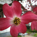 Pink dogwood blossom