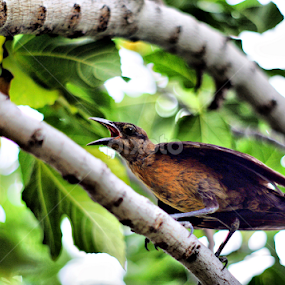 Common Grackle by Diana Gunning - Animals Birds