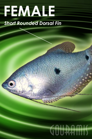 Android application Gouramis screenshort
