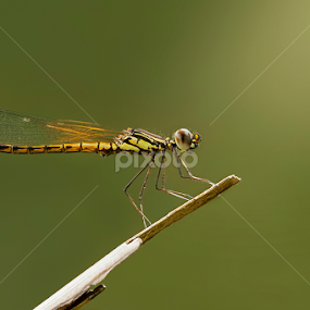 Dakocan DragonFly by Robert  Fly - Animals Insects & Spiders