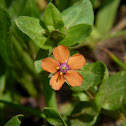 Scarlet Pimpernel