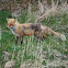 Alaskan Red Fox