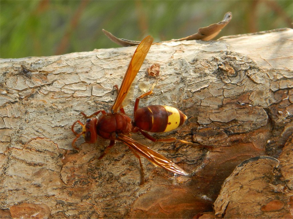Oriental hornet (Σερσένι)