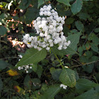 Late-flowering Boneset