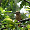 Bobo Barrado - Barred Puffbird