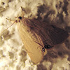 Palm Flower Moth