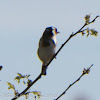 Goldfinch; Jilguero