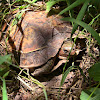 Painted Wood Turtle