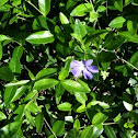 Vinca or creeping myrtle