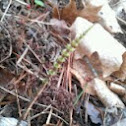 Forest Horsetail