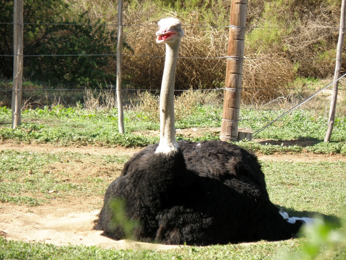 Ostrich