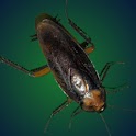 Pesky Cockroach logo