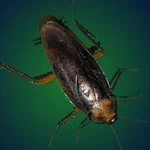 Pesky Cockroach Apk