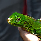 Iguana o Teyú