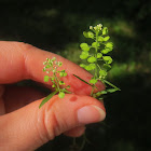 Virginia peppergrass