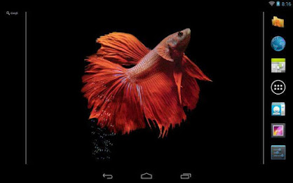 Betta Fish Live Wallpaper Free poster 7