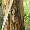 Swamp Cypress Tree Bark Peeling