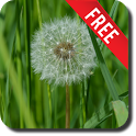 Dandelion Live Wallpaper icon
