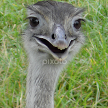 Emu Grin by Philip Molyneux -  
