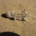 Pygmy Short-Horned Lizard