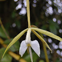 Nocturnal Epidendrum