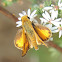 Fiery Skipper Butterfly (male)