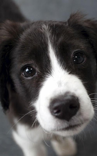 Border Collie Wallpapers